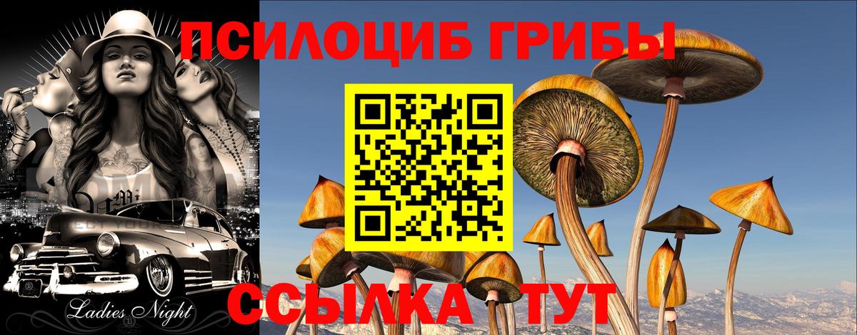 Псилоцибиновые грибы Psilocybe Камышлов